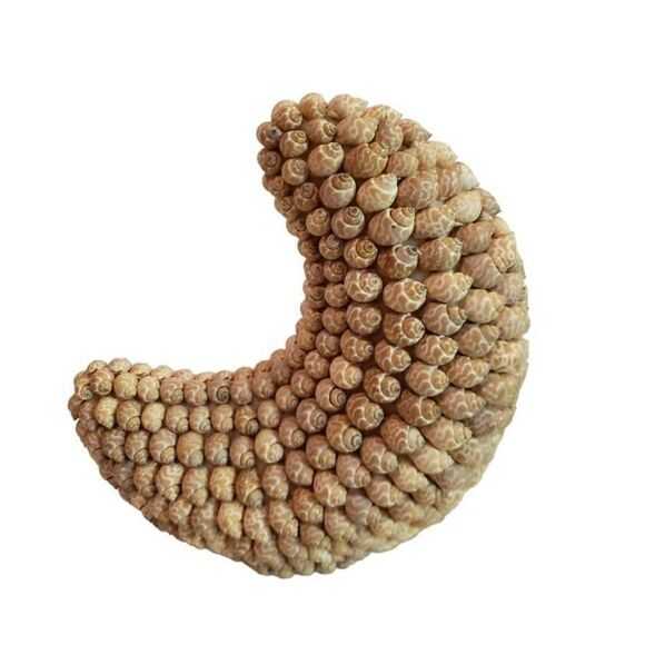 VTG Crescent Moon of Shells - Picture 1 of 9